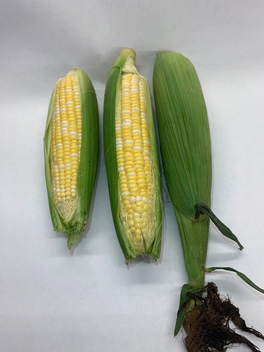 Bi-color Corn (each ear)