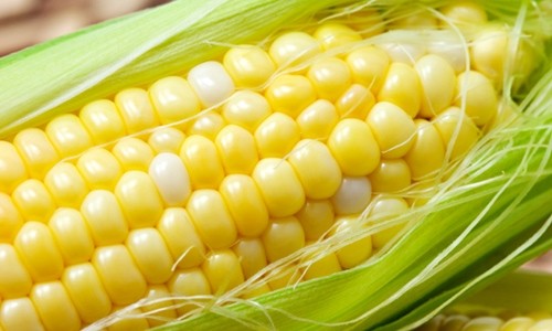 Half Corn on the Cob