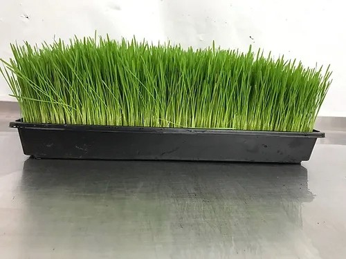 Wheatgrass Tray