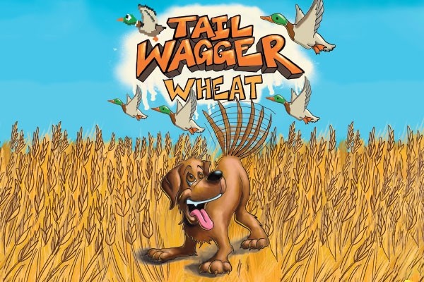 "Tailwagger" Wheat - (16oz. Cans) 4pk