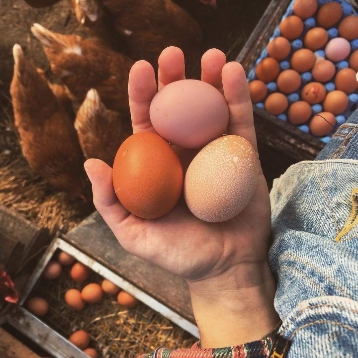 3Brothers Farm Eggs 1 Dozen