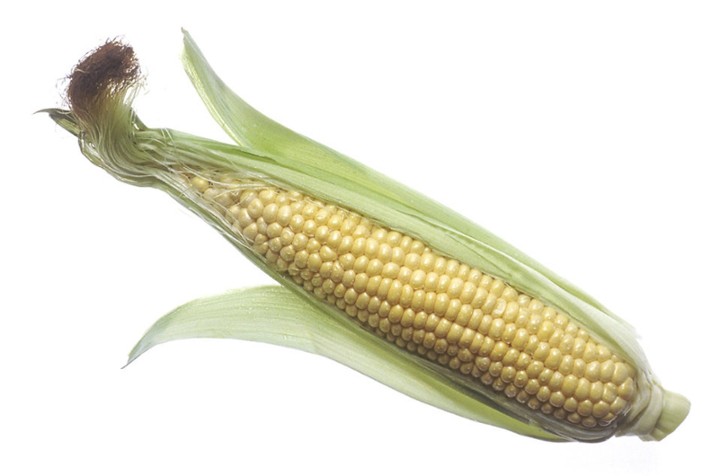 EAR OF CORN