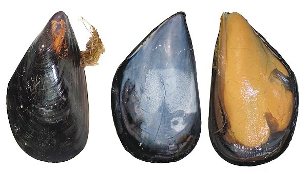 Mussels (P.E.I. CANADA)