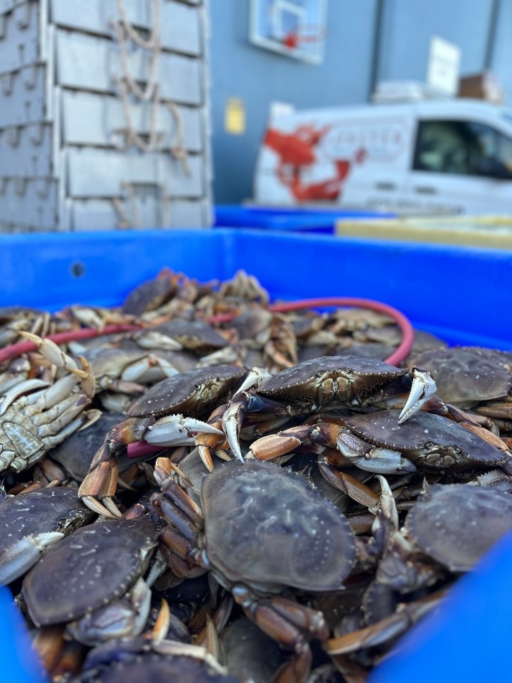 Live Dungeness Crab (ea.)