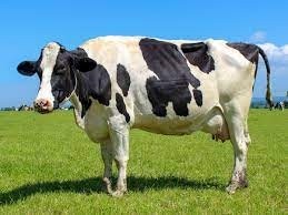 Whole Milk