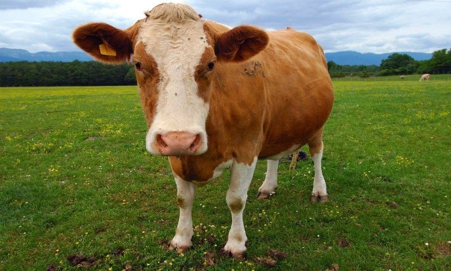 Chocolate Milk