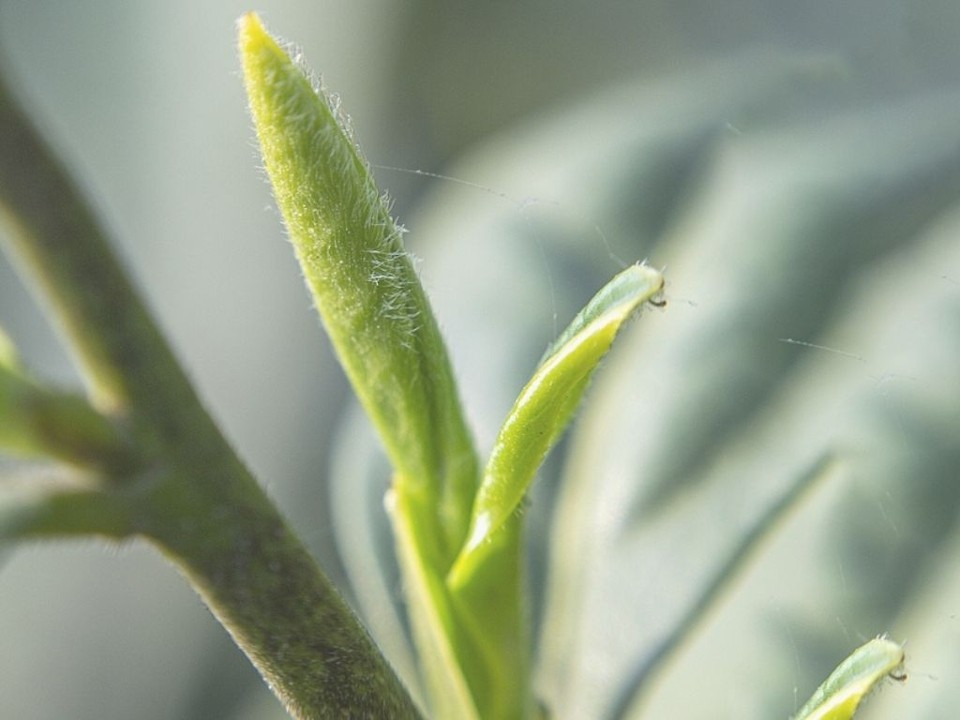 Seven Teahouse 1607 Village Market Blvd SE Suite 104