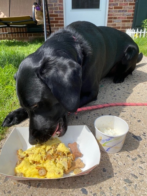 Pup Platter