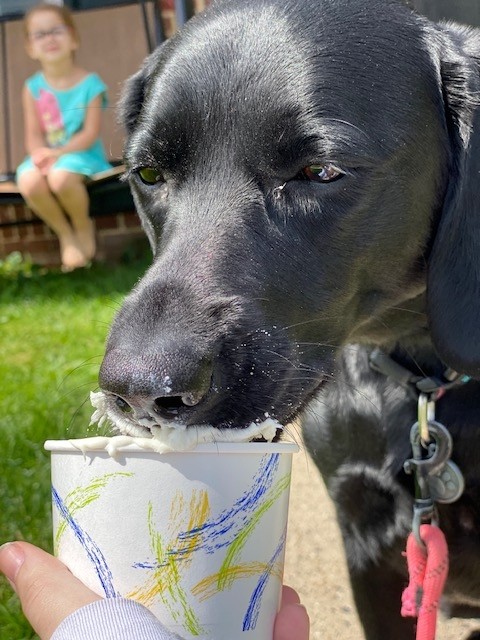 Pup Cup