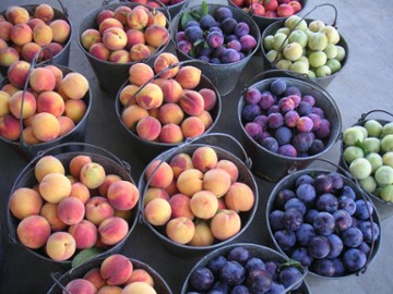 The Fruit Bowl