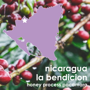Nicaragua La Bendicion Honey Process Pacamara