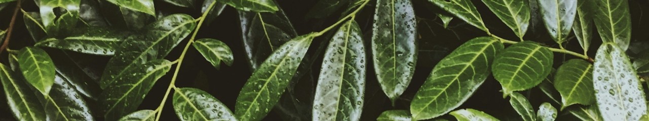 The Wellness Lounge 31 East Mulberry Street