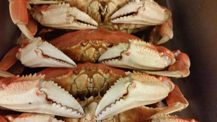 Cracked Dungeness Crab