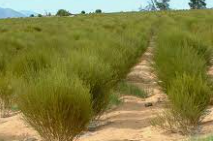 Green Rooibos