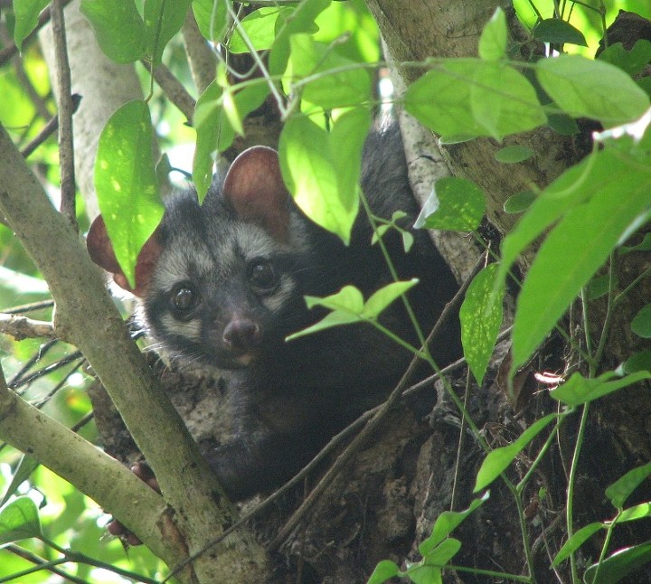 Kopi luwak aka civet