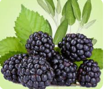 Blackberry Sage (black)