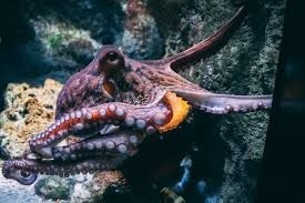 BRÜ Gastro Cafe 5 Biltmore Avenue Suite A