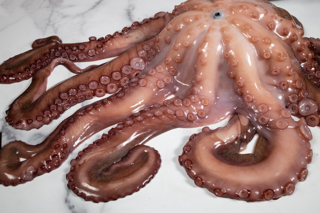 Giant Pacific Alaskan Octopus Tentacles - Fresh - Chef's Choice Specialty  Foods