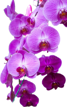 Thai Orchid 8145 Bash St