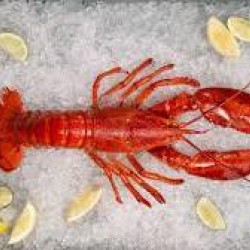 Whole Cooked Lobster 1.25 lb