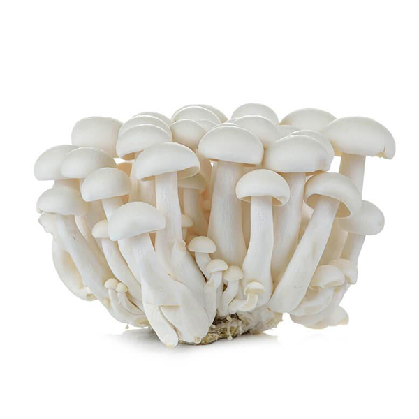 Side Shimeji Mushroom