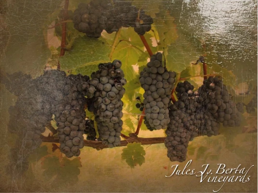 Jules J. Berta Winery & Pizzeria
