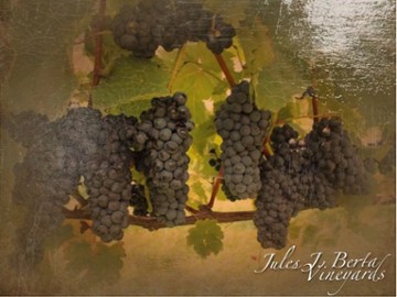 Jules J. Berta Winery & Pizzeria