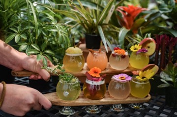 Crazy Daisies & The Garden Cafe