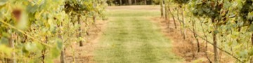 Cleveland Valley Vineyards 5345 Copeland Road
