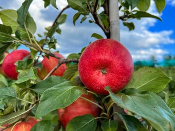 Tougas Family Farm 234 Ball St