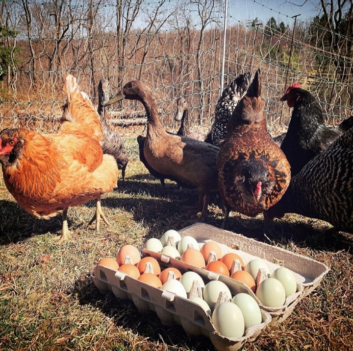 Dozen Hop Farm Eggs - Chicken