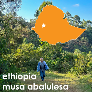 Ethiopia Musa Abalulesa (Light Roast) - 12 oz. Pouch