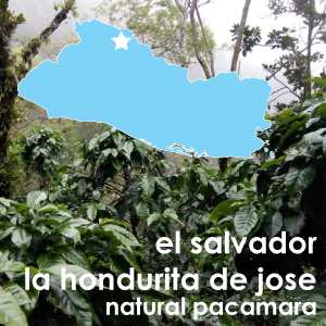 El Salvador la Hondurita de Jose Natural Pacamara (Light Roast) 12 oz. Pouch