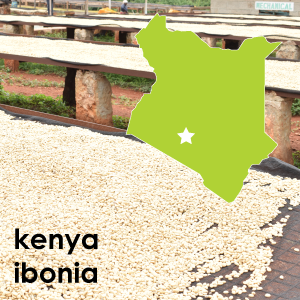 Kenya Ibonia (Light Roast) - 12 oz. Pouch