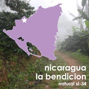 Nicaragua La Benedicion (Light Roast) - 12 oz. Pouch