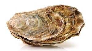 (1) Steamed Oyster