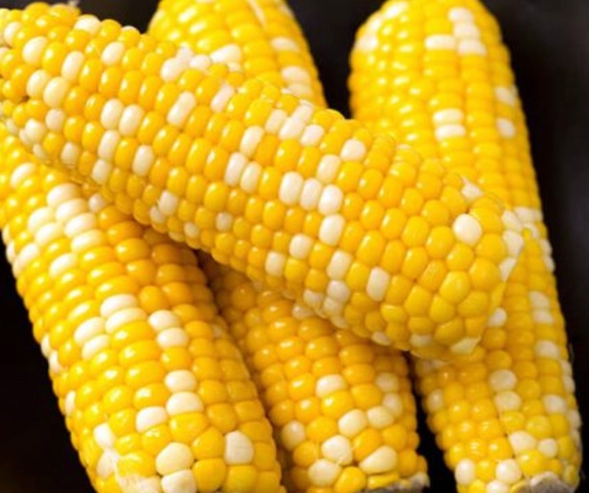Corn in the Husk (Fresh)