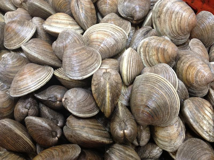 Clam Littlenck