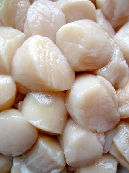 Scallops Dry 10/20