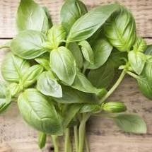 Basil (bunch)