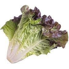 Lettuce - Red Leaf