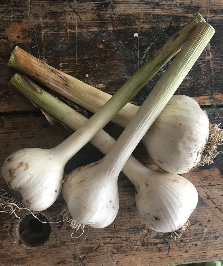 fresh garlic bulb