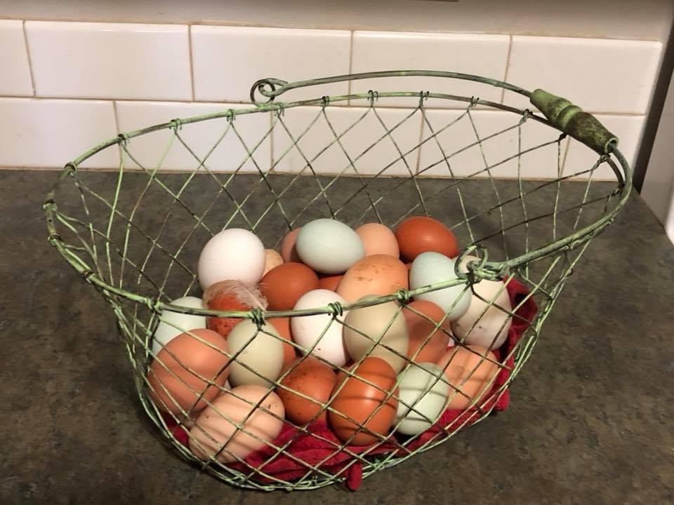 Meg's Chicken Eggs - Organic Dozen