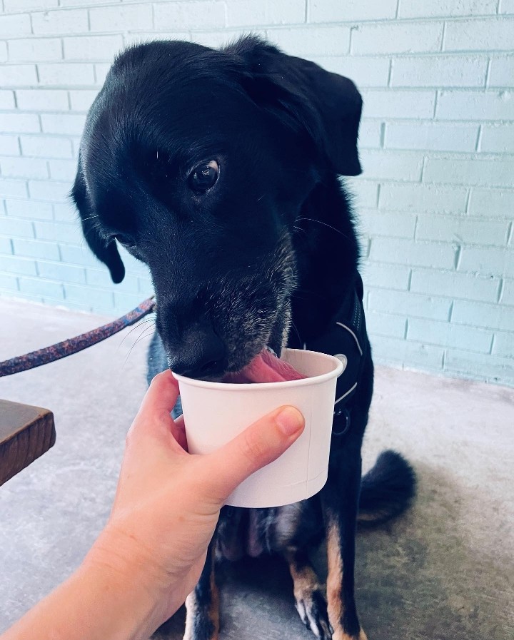 Dog Ice Cream