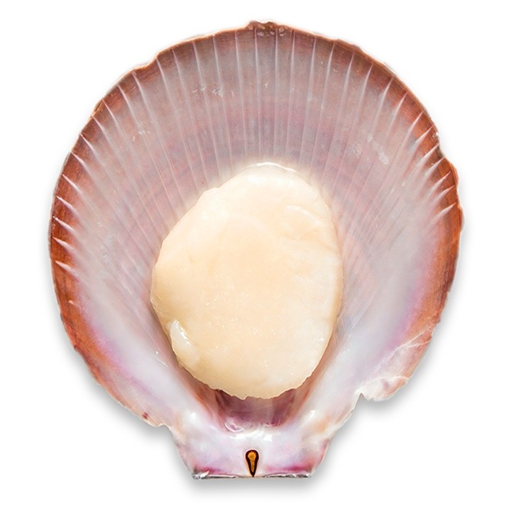 Scallop