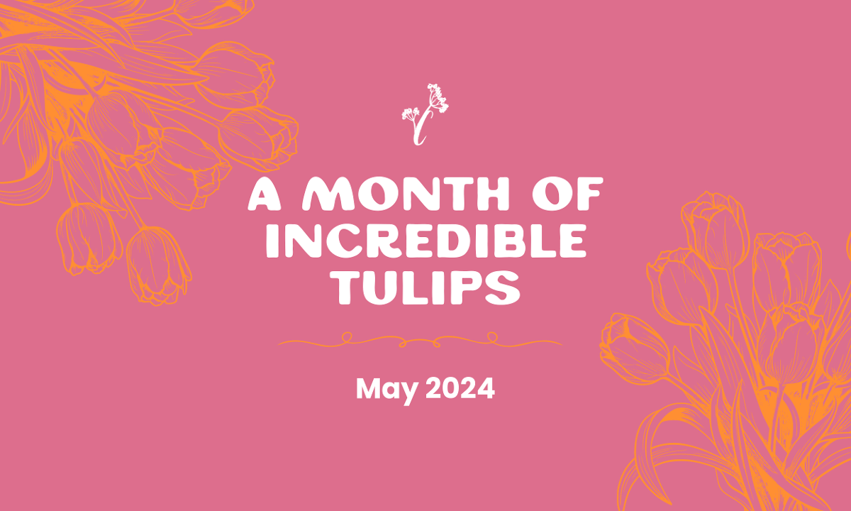 A Month of Incredible Tulips