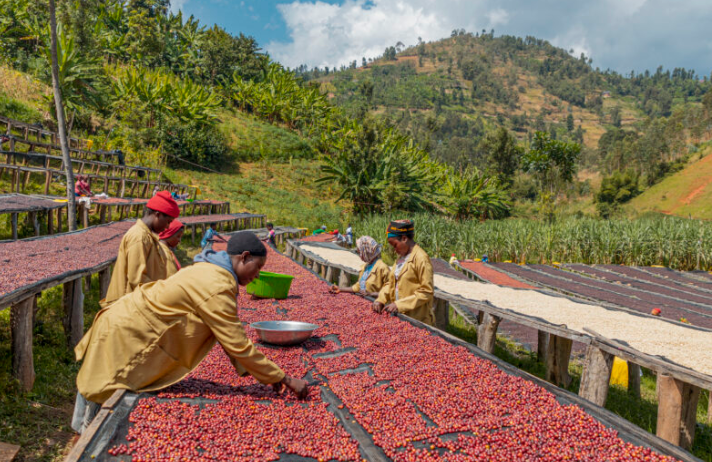 Rwanda Gasharu (Natural) 10oz