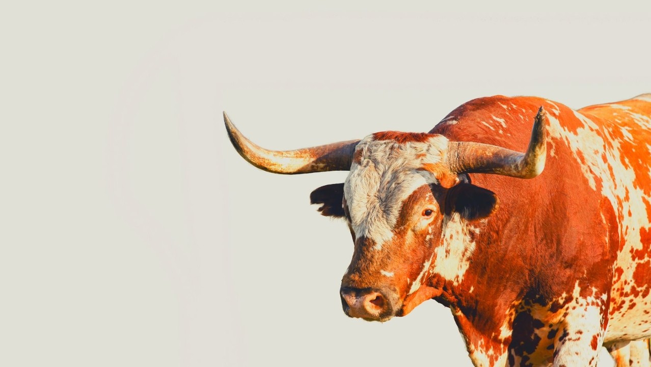 The Ranch in Rockville