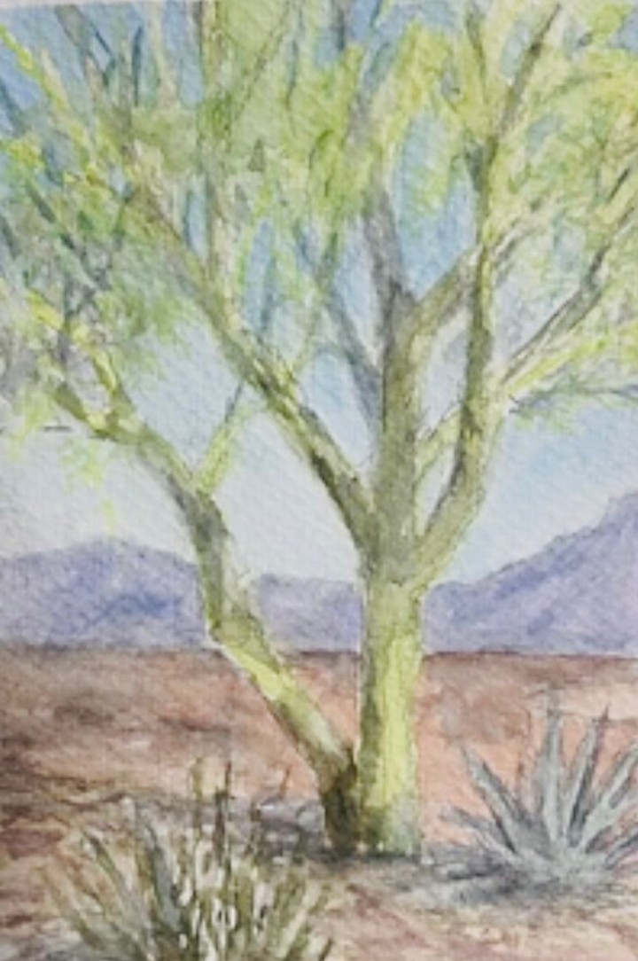 6/20 Mohave Palo Verde Watercolor with KJ