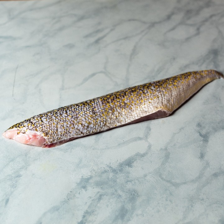 Local Golden Tilefish (5-7oz)
